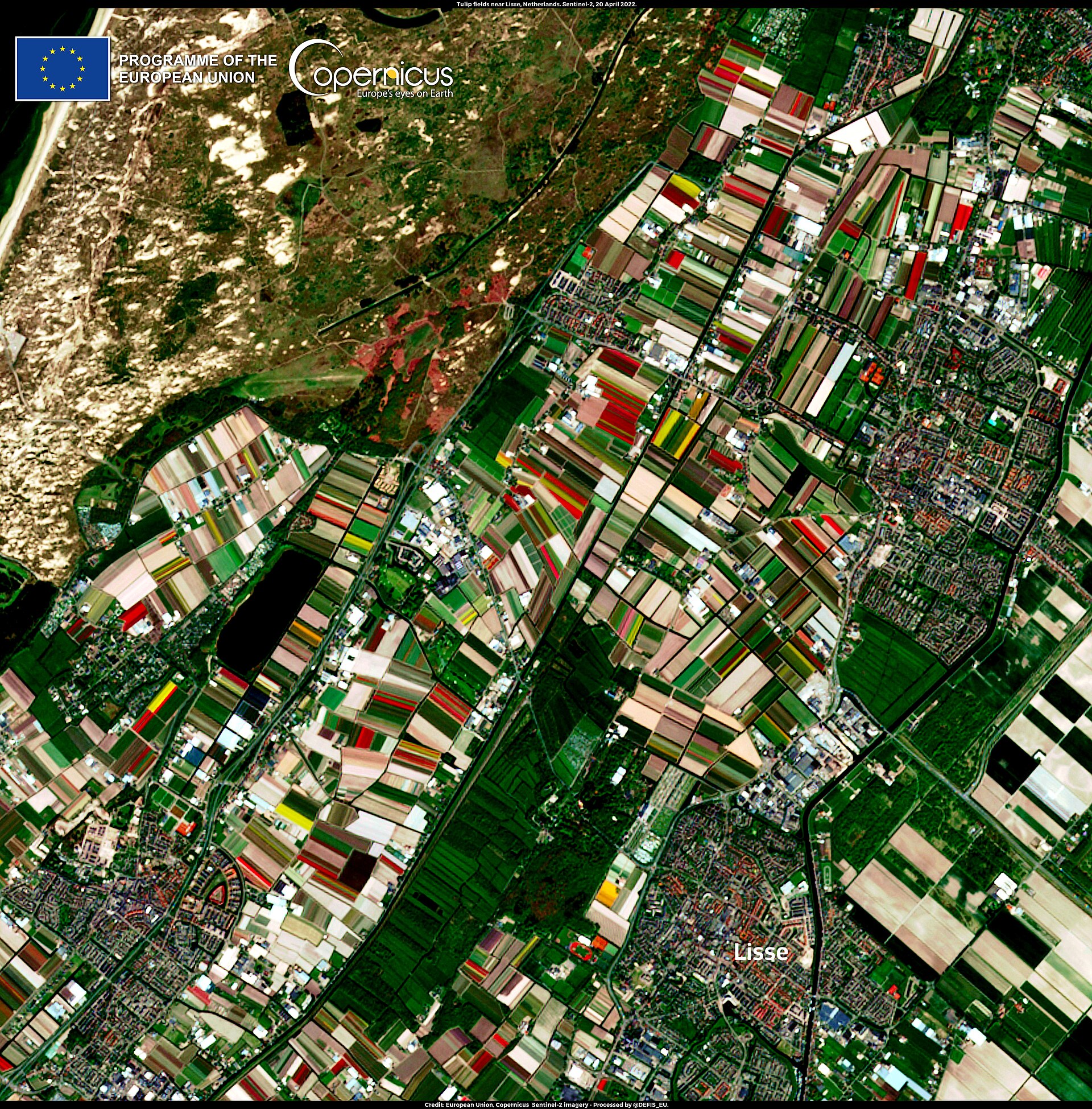 Campos de tulipas coloridas perto de Lisse